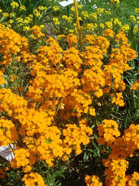 Erysimum allionii abricot